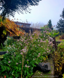 Perennials ~ Tricyrtis 'Woodland', Toad Lily ~ Dancing Oaks Nursery and Gardens ~ Retail Nursery ~ Mail Order Nursery