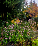 Perennials ~ Tricyrtis 'Woodland', Toad Lily ~ Dancing Oaks Nursery and Gardens ~ Retail Nursery ~ Mail Order Nursery