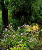 Perennials ~ Tricyrtis 'Woodland', Toad Lily ~ Dancing Oaks Nursery and Gardens ~ Retail Nursery ~ Mail Order Nursery