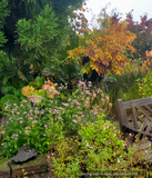 Perennials ~ Tricyrtis 'Woodland', Toad Lily ~ Dancing Oaks Nursery and Gardens ~ Retail Nursery ~ Mail Order Nursery