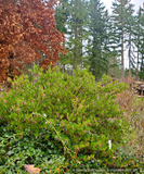 Shrubs ~ Arctostaphylos 'White Lanterns', Manzanita ~ Dancing Oaks Nursery and Gardens ~ Retail Nursery ~ Mail Order Nursery