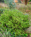 Shrubs ~ Arctostaphylos 'White Lanterns', Manzanita ~ Dancing Oaks Nursery and Gardens ~ Retail Nursery ~ Mail Order Nursery