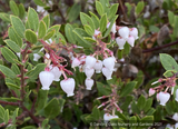 Shrubs ~ Arctostaphylos 'White Lanterns', Manzanita ~ Dancing Oaks Nursery and Gardens ~ Retail Nursery ~ Mail Order Nursery