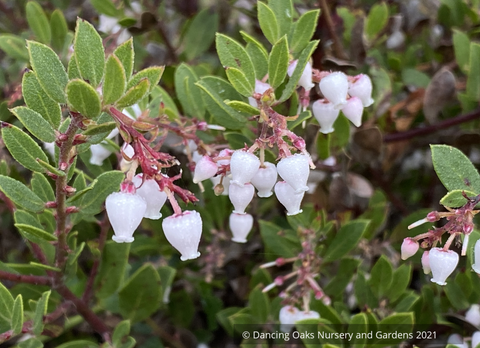 Shrubs ~ Arctostaphylos 'White Lanterns', Manzanita ~ Dancing Oaks Nursery and Gardens ~ Retail Nursery ~ Mail Order Nursery