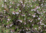 Shrubs ~ Arctostaphylos 'White Lanterns', Manzanita ~ Dancing Oaks Nursery and Gardens ~ Retail Nursery ~ Mail Order Nursery