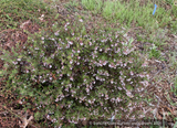 Shrubs ~ Arctostaphylos 'White Lanterns', Manzanita ~ Dancing Oaks Nursery and Gardens ~ Retail Nursery ~ Mail Order Nursery