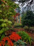 Trees ~ Aesculus hippocastenum 'Wisselink', Wisselink Horse Chestnut ~ Dancing Oaks Nursery and Gardens ~ Retail Nursery ~ Mail Order Nursery