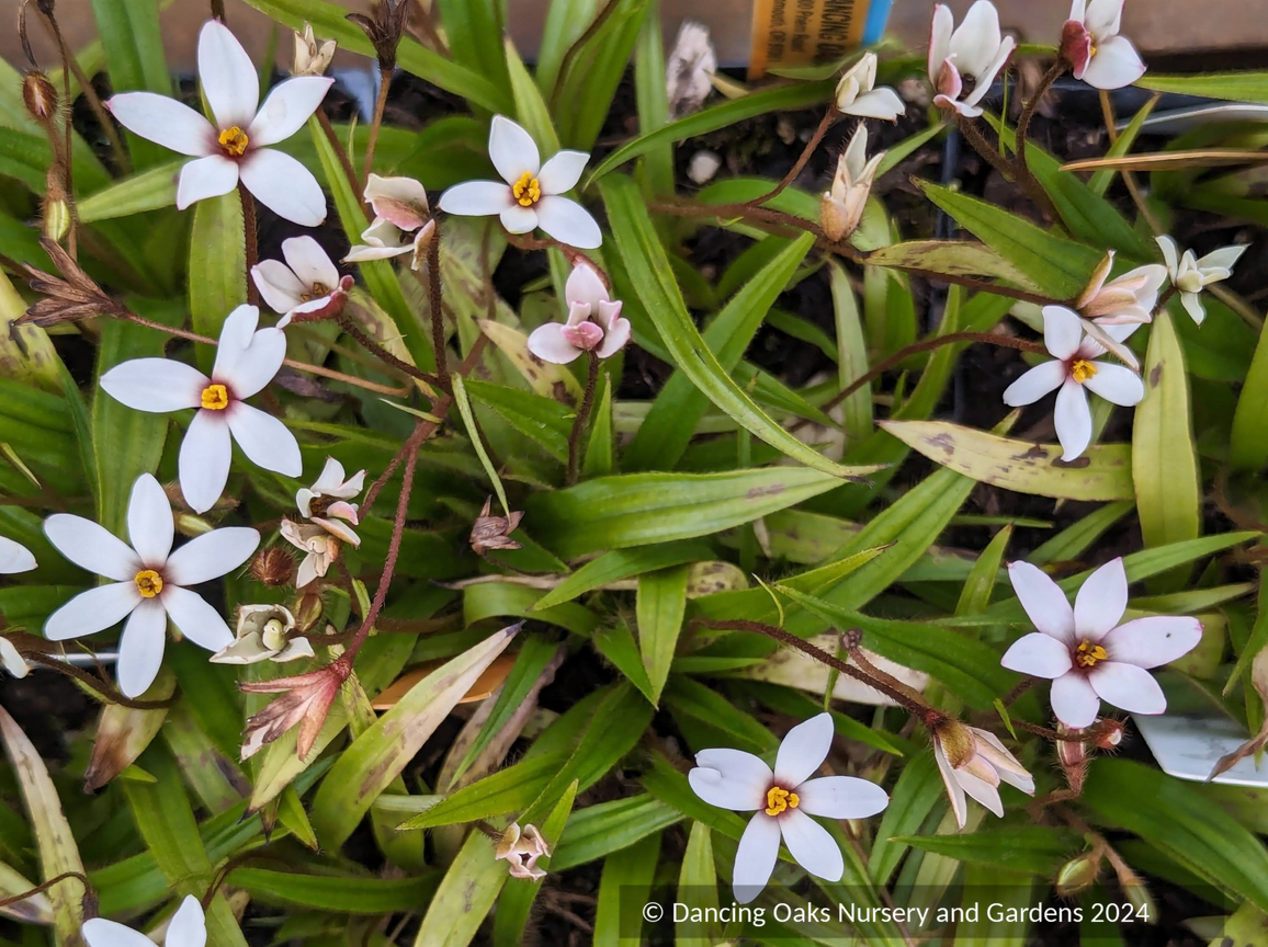 Rhodohypoxis 'Hebron Farm Biscuit'