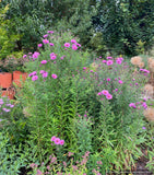 Perennials ~ Symphyotrichum (syn. Aster) novae-angliae 'Betel Nut', New England Aster - Dancing Oaks Nursery and Gardens ~ Dancing Oaks Nursery and Gardens ~ Retail Nursery ~ Mail Order Nursery