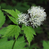 Perennials ~ Actaea rubra, Red Baneberry ~ Dancing Oaks Nursery and Gardens ~ Retail Nursery ~ Mail Order Nursery