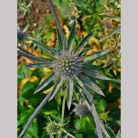 Perennials ~ Eryngium planum, Sea Holly ~ Dancing Oaks Nursery and Gardens ~ Retail Nursery ~ Mail Order Nursery