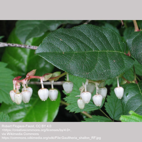 Shrubs ~ Gaultheria shallon, Salal ~ Dancing Oaks Nursery and Gardens ~ Retail Nursery ~ Mail Order Nursery