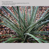 Perennials ~ Hesperaloe parviflora, Red False Agave or Red Yucca ~ Dancing Oaks Nursery and Gardens ~ Retail Nursery ~ Mail Order Nursery