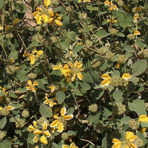 Shrubs ~ Phlomis chrysophylla, Golden-Leaved Jerusalem Sage ~ Dancing Oaks Nursery and Gardens ~ Retail Nursery ~ Mail Order Nursery