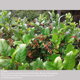 Shrubs ~ Gaultheria shallon, Salal ~ Dancing Oaks Nursery and Gardens ~ Retail Nursery ~ Mail Order Nursery