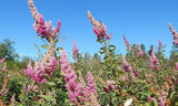 Shrubs ~ Spiraea douglasii, Douglas or Western Spirea ~ Dancing Oaks Nursery and Gardens ~ Retail Nursery ~ Mail Order Nursery