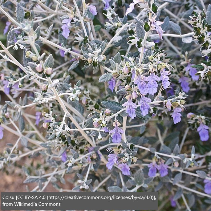 Shrubs ~ Teucrium fruticans, Silver Germander ~ Dancing Oaks Nursery and Gardens ~ Retail Nursery ~ Mail Order Nursery