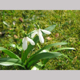 Bulbs & Tubers ~ Galanthus woronowii (syn. ikariae), Russian Snowdrop ~ Dancing Oaks Nursery and Gardens ~ Retail Nursery ~ Mail Order Nursery