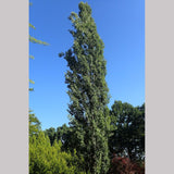 Trees ~ Populus tremula 'Erecta', Upright Swedish Aspen ~ Dancing Oaks Nursery and Gardens ~ Retail Nursery ~ Mail Order Nursery
