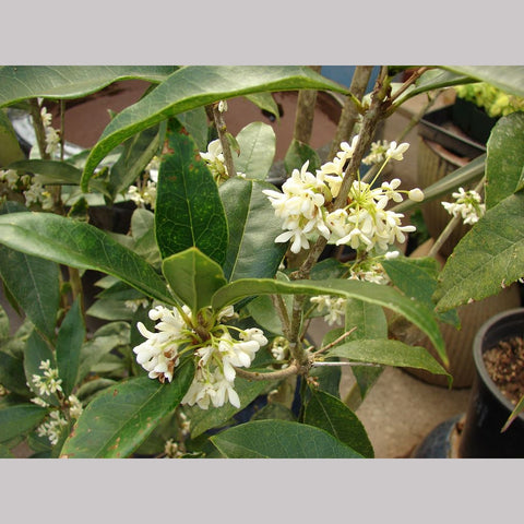 Shrubs ~ Osmanthus fragrans, Tea Olive, Sweet Olive ~ Dancing Oaks Nursery and Gardens ~ Retail Nursery ~ Mail Order Nursery