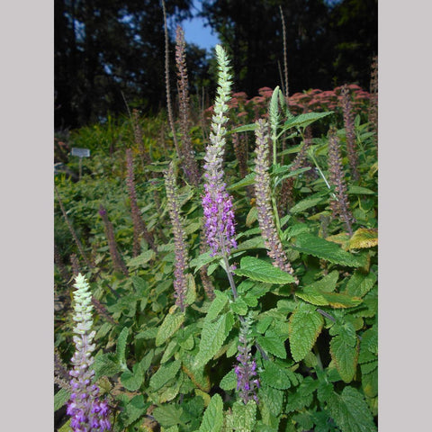 Perennials ~ Teucrium hircanicum, Iranian Wood Sage ~ Dancing Oaks Nursery and Gardens ~ Retail Nursery ~ Mail Order Nursery