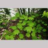 Trees ~ Acer circinatum, West Coast Native Vine Maple ~ Dancing Oaks Nursery and Gardens ~ Retail Nursery ~ Mail Order Nursery