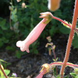 Perennials ~ Sinningia 'Invasion Force', Hardy Pink Gloxinia ~ Dancing Oaks Nursery and Gardens ~ Retail Nursery ~ Mail Order Nursery