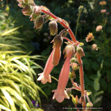 Perennials ~ Sinningia 'Invasion Force', Hardy Pink Gloxinia ~ Dancing Oaks Nursery and Gardens ~ Retail Nursery ~ Mail Order Nursery