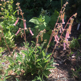 Perennials ~ Sinningia 'Invasion Force', Hardy Pink Gloxinia ~ Dancing Oaks Nursery and Gardens ~ Retail Nursery ~ Mail Order Nursery