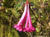 Shrubs ~ Abelia floribunda, Mexican Abelia ~ Dancing Oaks Nursery and Gardens ~ Retail Nursery ~ Mail Order Nursery