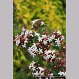 Shrubs ~ Abelia mosanensis, Fragrant Abelia ~ Dancing Oaks Nursery and Gardens ~ Retail Nursery ~ Mail Order Nursery
