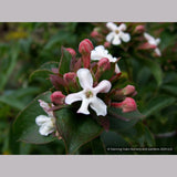 Shrubs ~ Abelia mosanensis, Fragrant Abelia ~ Dancing Oaks Nursery and Gardens ~ Retail Nursery ~ Mail Order Nursery