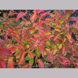 Shrubs ~ Abelia mosanensis, Fragrant Abelia ~ Dancing Oaks Nursery and Gardens ~ Retail Nursery ~ Mail Order Nursery