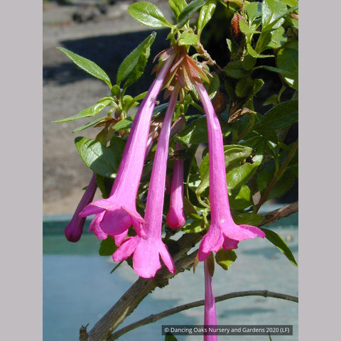 Shrubs ~ Abelia floribunda, Mexican Abelia ~ Dancing Oaks Nursery and Gardens ~ Retail Nursery ~ Mail Order Nursery