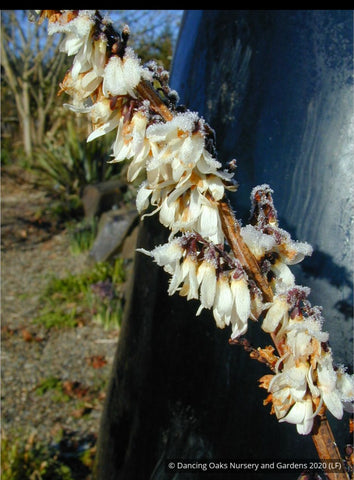 Shrubs ~ Abeliophyllum distichum, White Forsythia ~ Dancing Oaks Nursery and Gardens ~ Retail Nursery ~ Mail Order Nursery