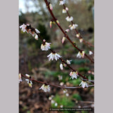 Shrubs ~ Abeliophyllum distichum, White Forsythia ~ Dancing Oaks Nursery and Gardens ~ Retail Nursery ~ Mail Order Nursery