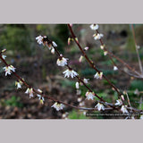 Shrubs ~ Abeliophyllum distichum, White Forsythia ~ Dancing Oaks Nursery and Gardens ~ Retail Nursery ~ Mail Order Nursery