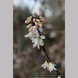 Shrubs ~ Abeliophyllum distichum, White Forsythia ~ Dancing Oaks Nursery and Gardens ~ Retail Nursery ~ Mail Order Nursery