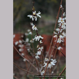 Shrubs ~ Abeliophyllum distichum, White Forsythia ~ Dancing Oaks Nursery and Gardens ~ Retail Nursery ~ Mail Order Nursery