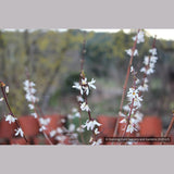 Shrubs ~ Abeliophyllum distichum, White Forsythia ~ Dancing Oaks Nursery and Gardens ~ Retail Nursery ~ Mail Order Nursery