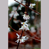 Shrubs ~ Abeliophyllum distichum, White Forsythia ~ Dancing Oaks Nursery and Gardens ~ Retail Nursery ~ Mail Order Nursery