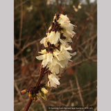 Shrubs ~ Abeliophyllum distichum, White Forsythia ~ Dancing Oaks Nursery and Gardens ~ Retail Nursery ~ Mail Order Nursery