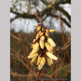 Shrubs ~ Abeliophyllum distichum, White Forsythia ~ Dancing Oaks Nursery and Gardens ~ Retail Nursery ~ Mail Order Nursery