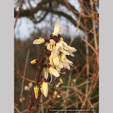 Shrubs ~ Abeliophyllum distichum, White Forsythia ~ Dancing Oaks Nursery and Gardens ~ Retail Nursery ~ Mail Order Nursery
