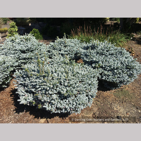 Shrubs ~ Abies koreana 'Kohouts Ice Breaker', Korean Fir ~ Dancing Oaks Nursery and Gardens ~ Retail Nursery ~ Mail Order Nursery