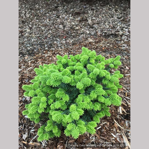 Trees ~ Abies balsamea 'Piccolo', Dwarf Balsam Fir ~ Dancing Oaks Nursery and Gardens ~ Retail Nursery ~ Mail Order Nursery