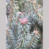 Trees ~ Abies balsamea 'Piccolo', Dwarf Balsam Fir ~ Dancing Oaks Nursery and Gardens ~ Retail Nursery ~ Mail Order Nursery