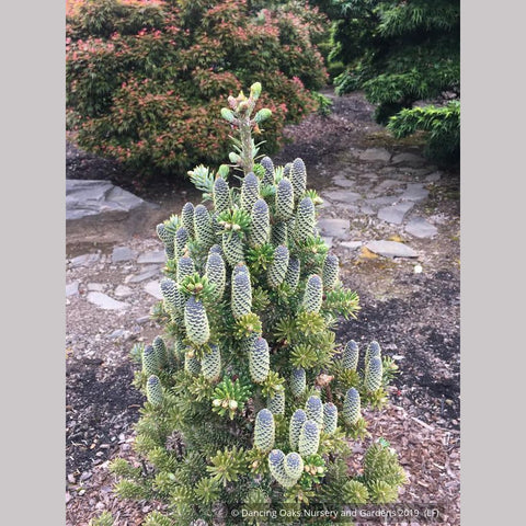 Trees ~ Abies koreana 'Gait', Dwarf Korean Fir ~ Dancing Oaks Nursery and Gardens ~ Retail Nursery ~ Mail Order Nursery