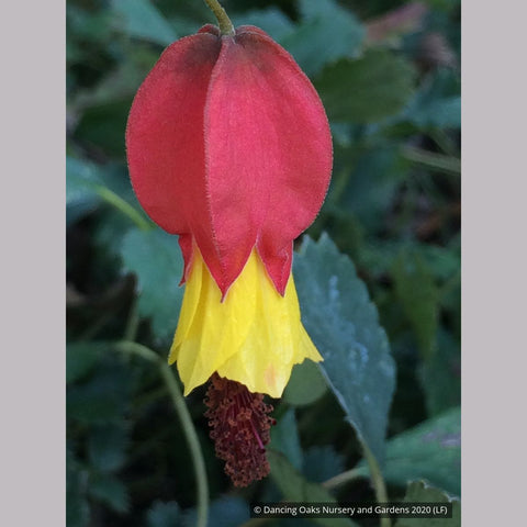 Shrubs ~ Abutilon megapotamicum, Trailing abutilon ~ Dancing Oaks Nursery and Gardens ~ Retail Nursery ~ Mail Order Nursery