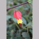 Shrubs ~ Abutilon megapotamicum, Trailing abutilon ~ Dancing Oaks Nursery and Gardens ~ Retail Nursery ~ Mail Order Nursery
